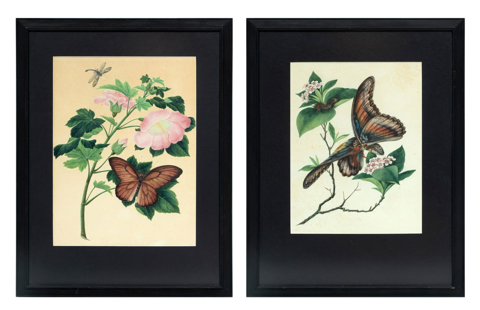 19th Century Hand Colored Engravings On Paper, Butterfly Studies, 2 Works H 14.25'' W 11.5'' (1 of 7)