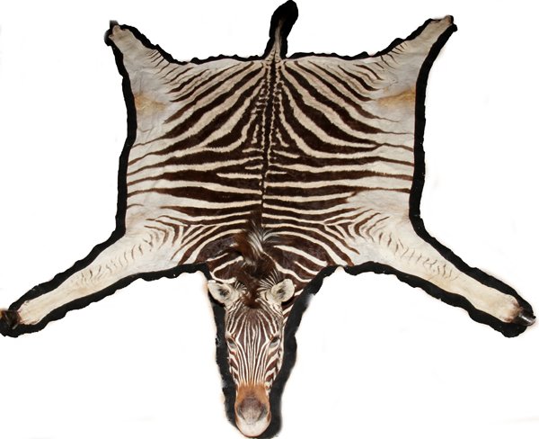 AFRICAN TROPHY BURCHELL'S ZEBRA SKIN RUG 9': AFRICAN TROPHY BURCHELL'S ZEBRA SKIN RUG, W 6', L 9':full Zebra rug with head, hooves and tail; felt backing. Can be used as rug or wall covering;