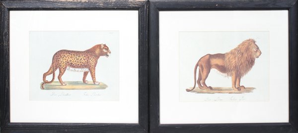 JUNGLE ANIMAL PRINTS: TWO 13" X 17" PANTHER: JUNGLE ANIMAL PRINTS: TWO 13" X 17" PANTHER AND LION:Images of "Der Panther" - Felis Pardus" and "Der Leon - Felis Leo" 13" x 17 3/4" visible paper size, in barn wood style frames .After 18th. C. Germ