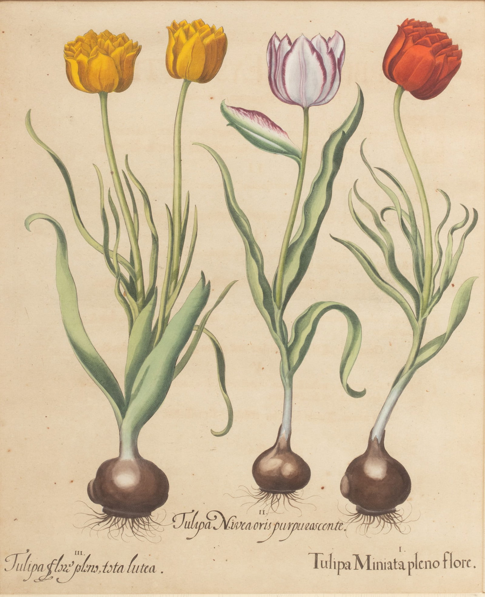 Basilius Besler (German, 1561-1629) Hand Colored Engraving on Laid Paper "Hortus Eystettensis (Garde: Basilius Besler (German, 1561-1629) Hand Colored Engraving on Laid Paper "Hortus Eystettensis (Garden At Eichstatt): One Plate" | Depicting flowering plants from Basilius Besler's landmark work, Hortu