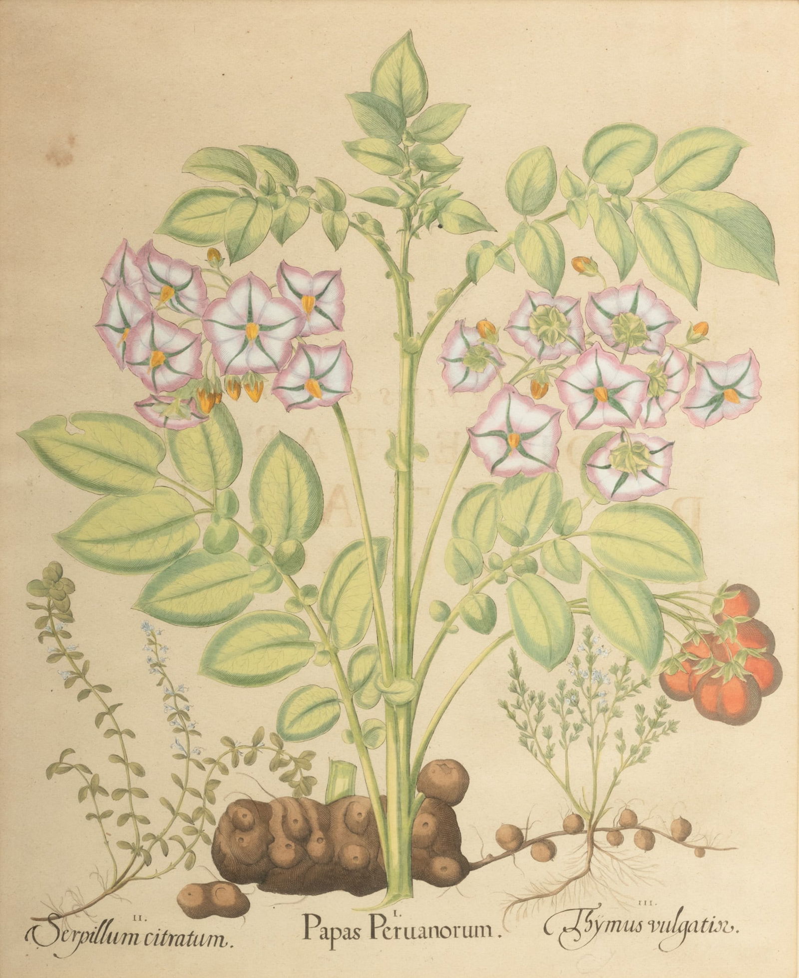 Basilius Besler (German, 1561-1629) Hand Colored Engraving on Laid Paper "Hortus Eystettensis (1 of 7)