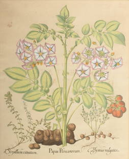 Basilius Besler (German, 1561-1629) Hand Colored Engraving on Laid Paper "Hortus Eystettensis: Basilius Besler (German, 1561-1629) Hand Colored Engraving on Laid Paper "Hortus Eystettensis (Garden at Eichstatt): One Plate", H 19" W 16" | Depicting flowering "Papas Peruanorum" (Potato), "Serpill