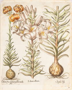 Basilius Besler (German, 1561-1629) Hand Colored Engraving on Laid Paper 1613, "Lilium Album, Scapus: Basilius Besler (German, 1561-1629) Hand Colored Engraving on Laid Paper 1613, "Lilium Album, Scapus Lily, Lilium Byzantinum", H 21" W 16.5" | This splendid folio botanical engraving is from Basilius