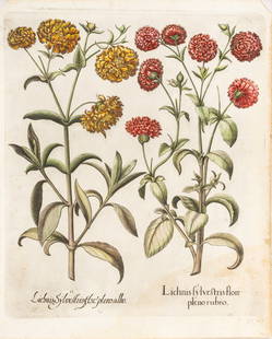 Basilius Besler (German, 1561-1629) Hand Colored Engraving on Laid Paper 1613, "Lichnis Sylvestris: Basilius Besler (German, 1561-1629) Hand Colored Engraving on Laid Paper 1613, "Lichnis Sylvestris Flore Pleno Rubro", H 21" W 16.5" | This splendid folio botanical engraving is from Basilius Besler's