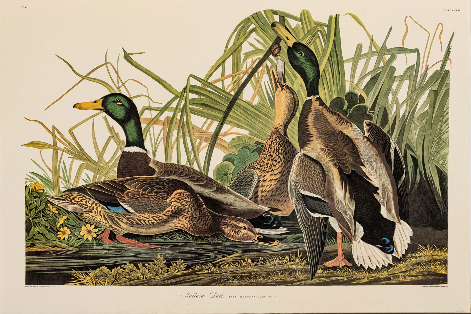 After John James Audubon (American, 1785-1851) Offset Lithograph on Rag Paper, Amsterdam Edition, (1 of 4)