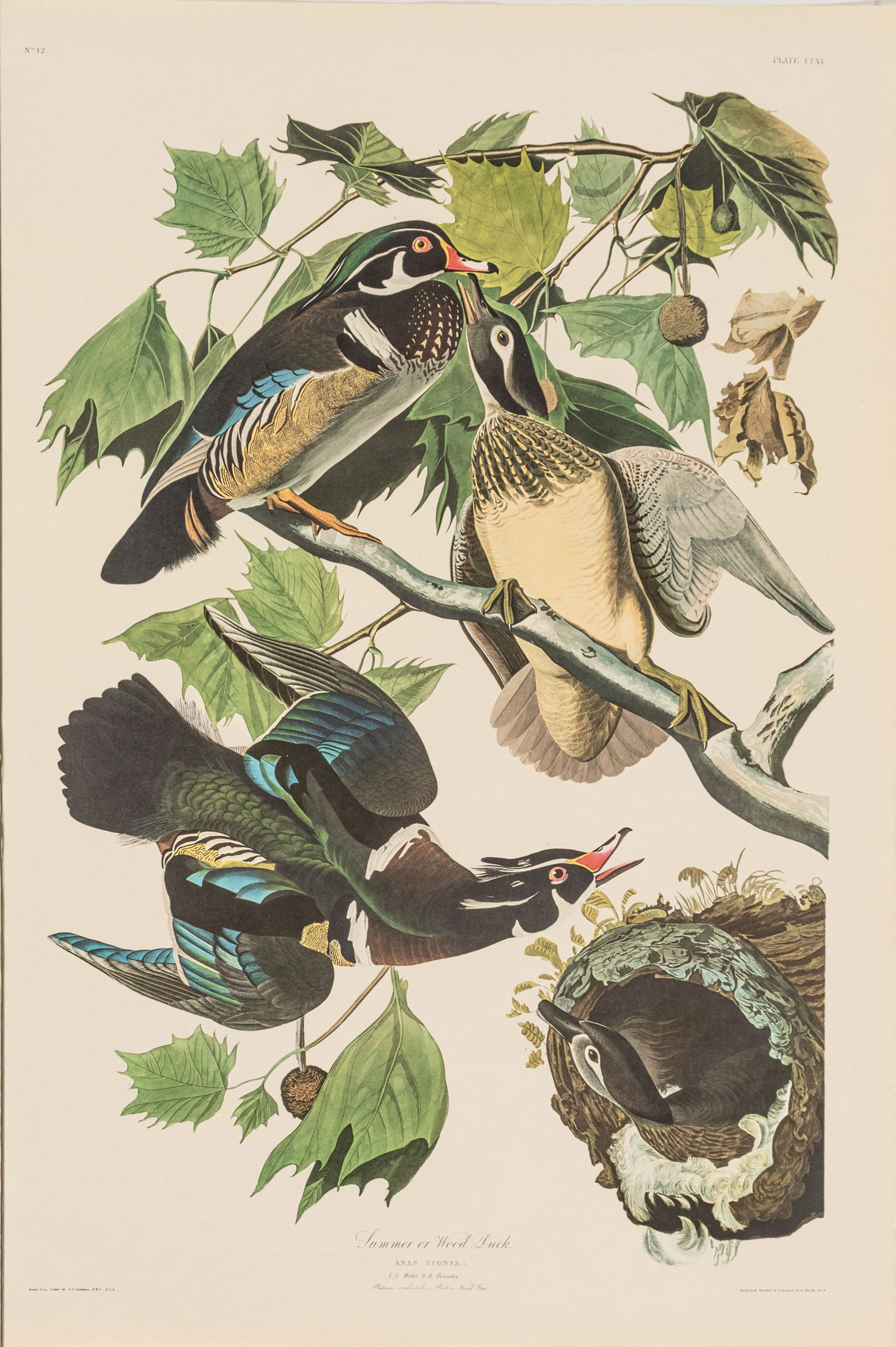After John James Audubon (American, 1785-1851) Offset Lithograph on Rag Paper, Amsterdam Edition, (1 of 6)