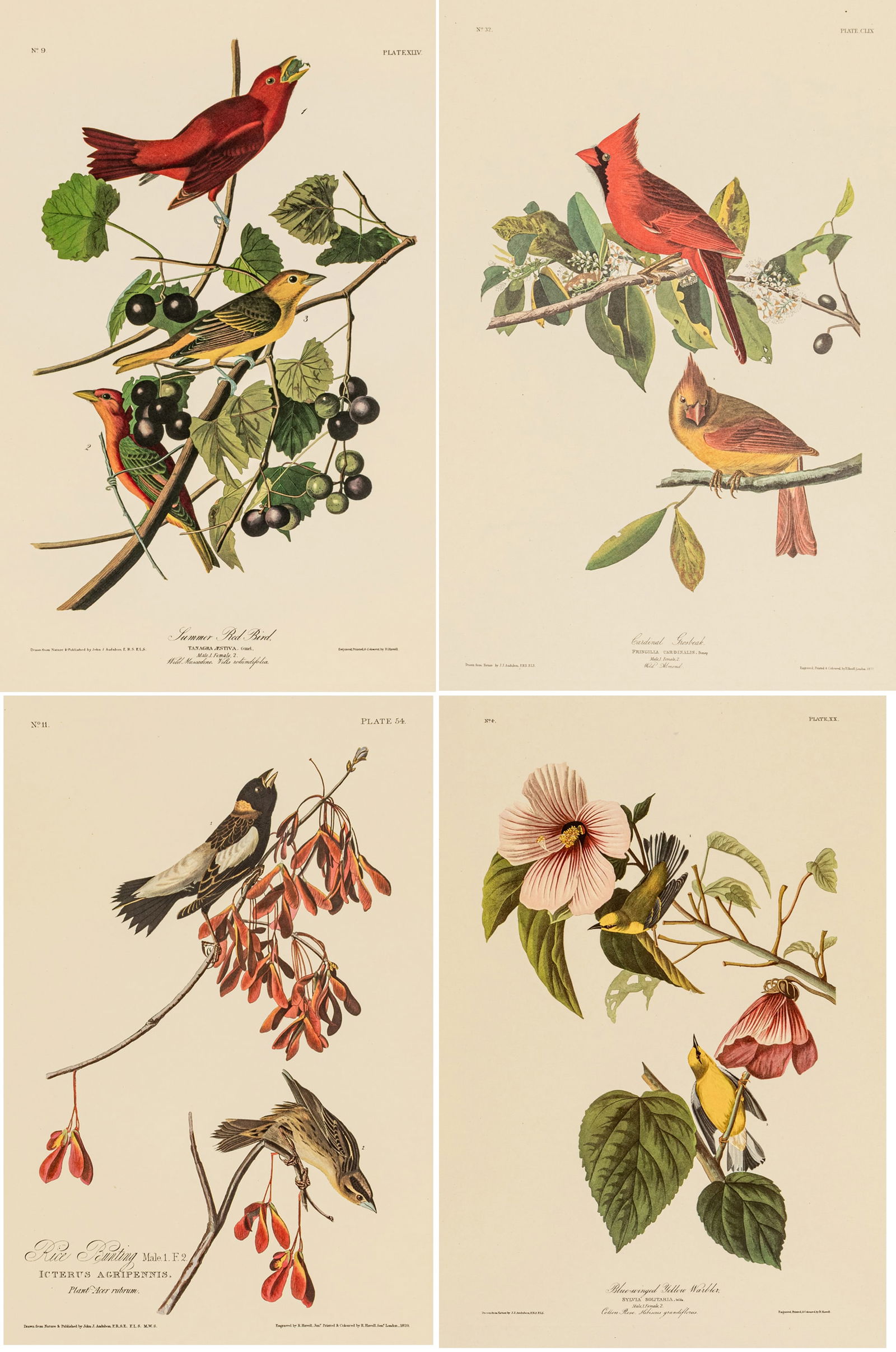 After John James Audubon (American, 1785-1851) Offset Lithographs on Rag Paper, Amsterdam Edition, (1 of 14)