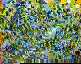 Walasse Ting (American/Chinese, 1929-2010) Oil and Acrylic on Canvas 1969, 'Only a Few Yellow