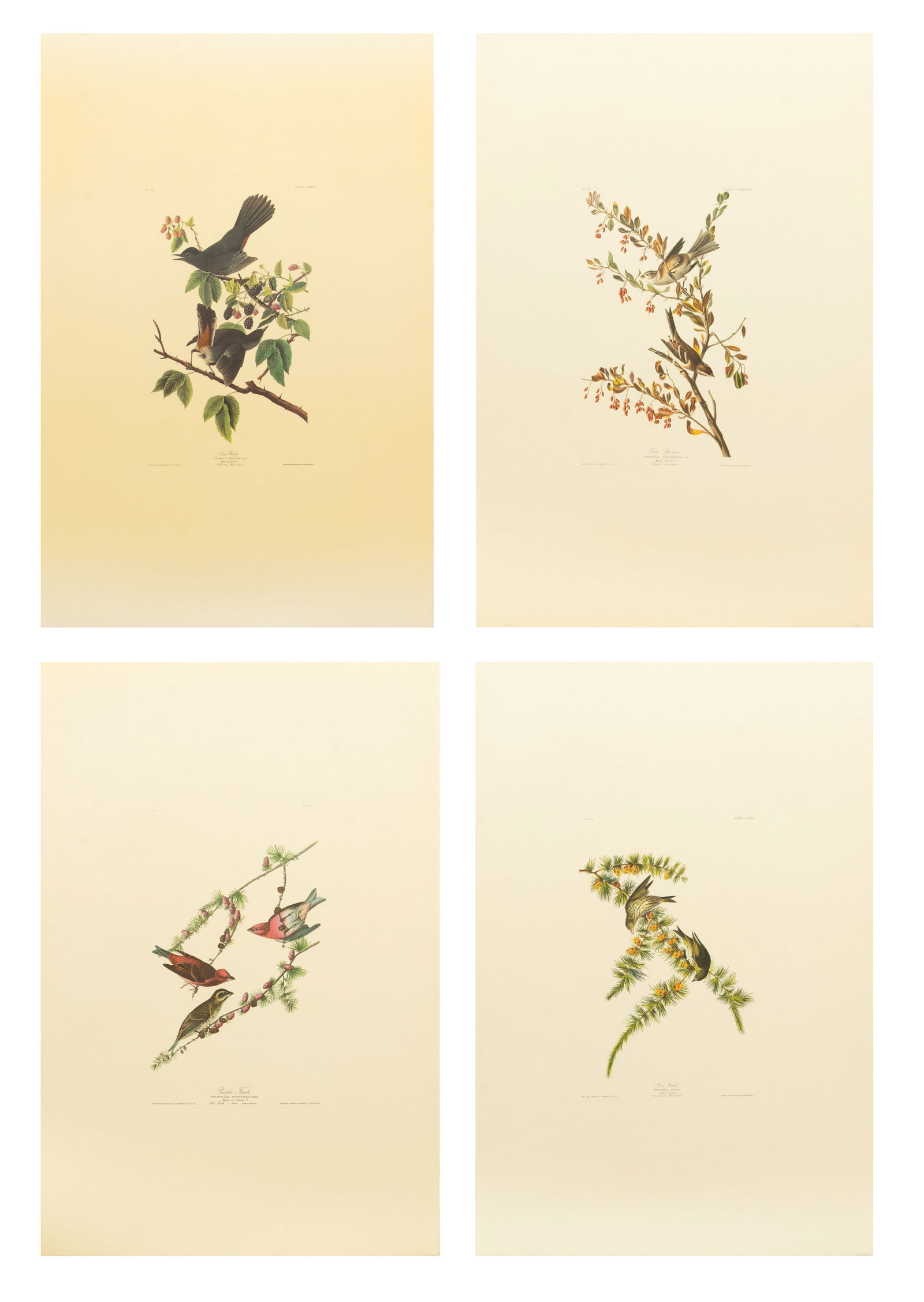 After John James Audubon (American, 1785-1851) Offset Lithographs on Rag Paper, Amsterdam Edition, (1 of 13)