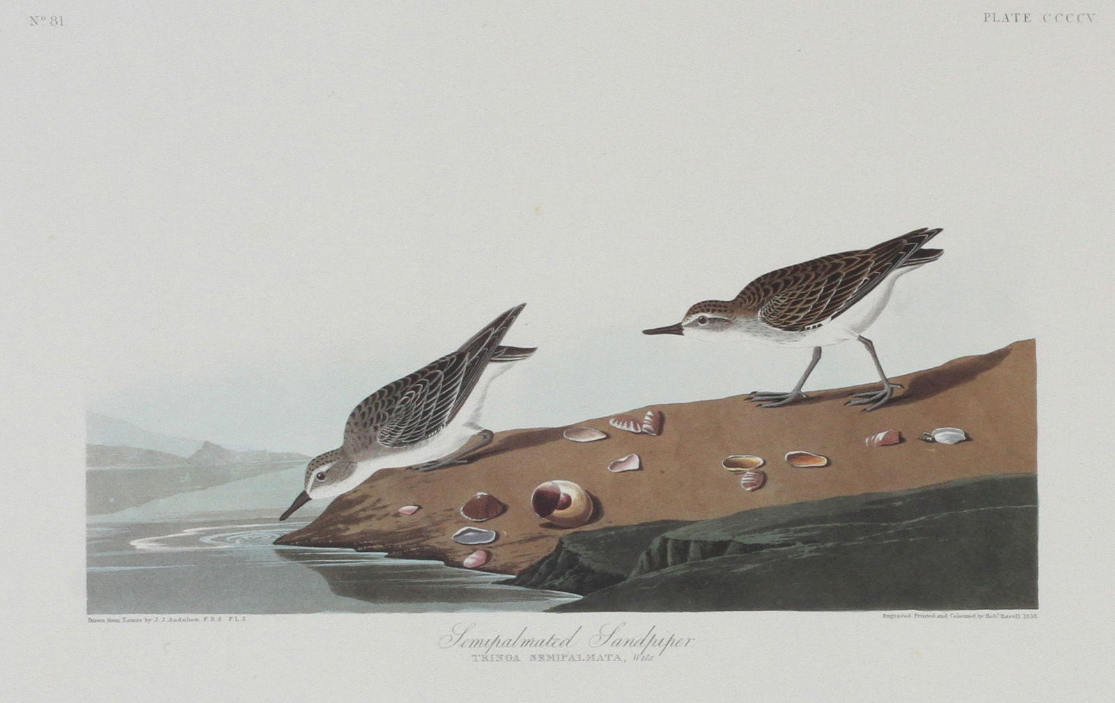 After John James Audubon (American, 1785-1851) Offset Lithographic Plate 405, '"Semipalmated (1 of 6)
