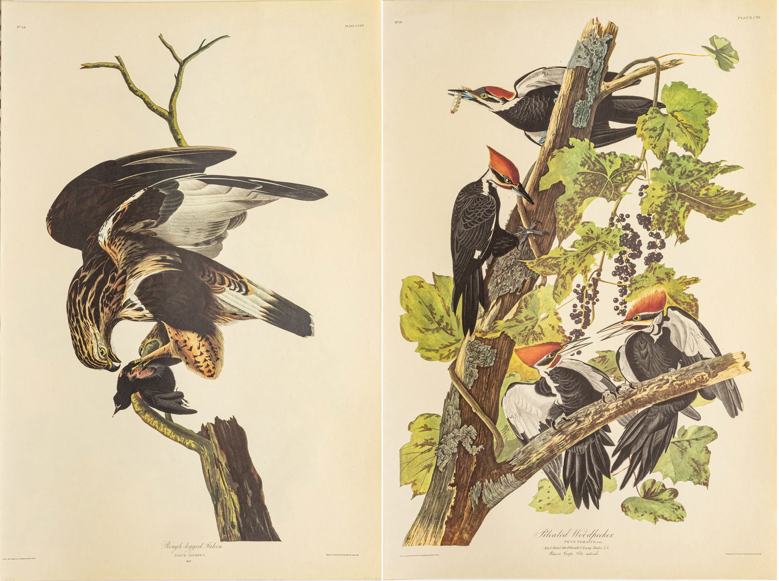 After John James Audubon (American, 1785-1851) Offset Lithographs on Rag Paper, Amsterdam Edition, (1 of 10)