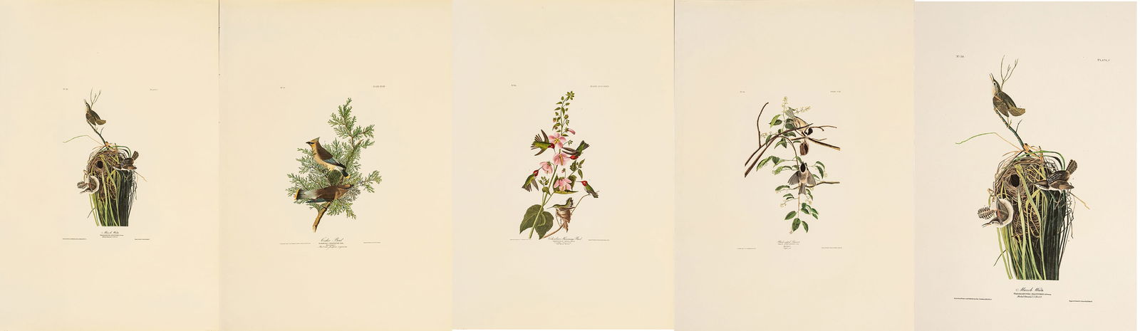 After John James Audubon (American, 1785-1851) Offset Lithographs on Rag Paper, Amsterdam Edition, (1 of 16)