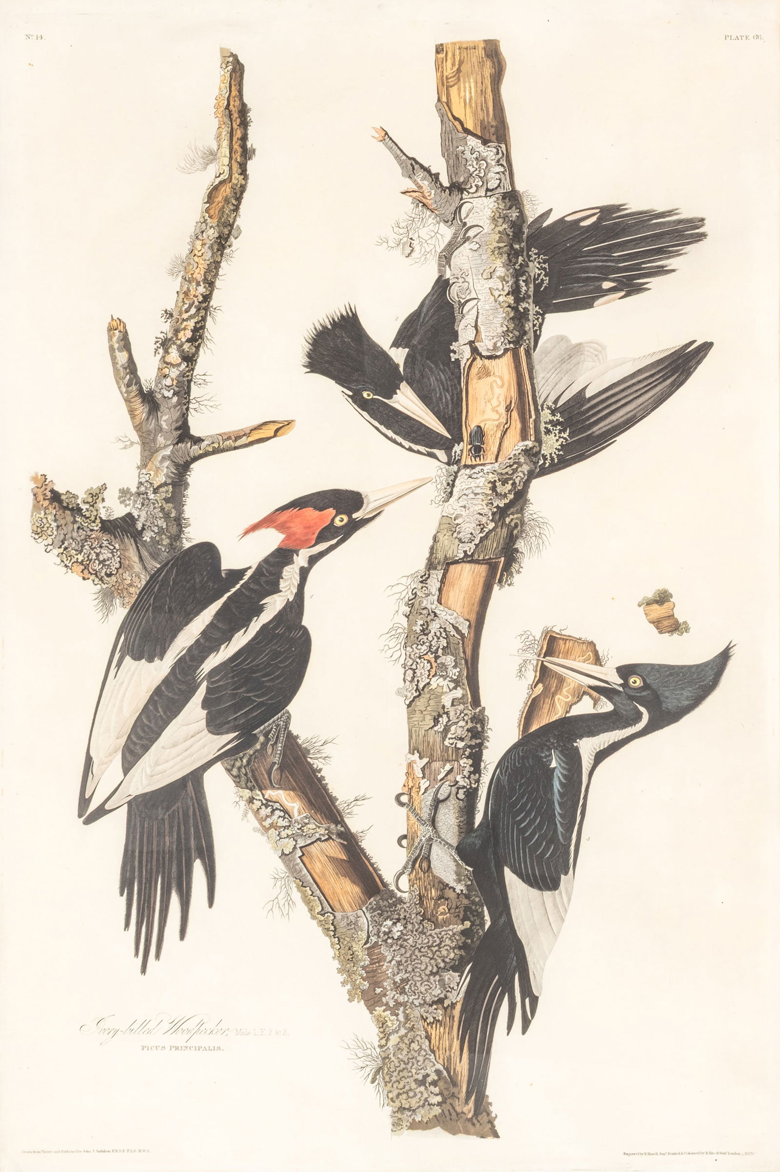 After John James Audubon (American, 1785-1851) by Robert Havell Hand Colored Engraving with Etching: After John James Audubon (American, 1785-1851) by Robert Havell Hand Colored Engraving with Etching and Aquatint on J. Whatman Paper 1829, 'Ivory-billed Woodpecker (Plate 66) Picus Principalus Variant