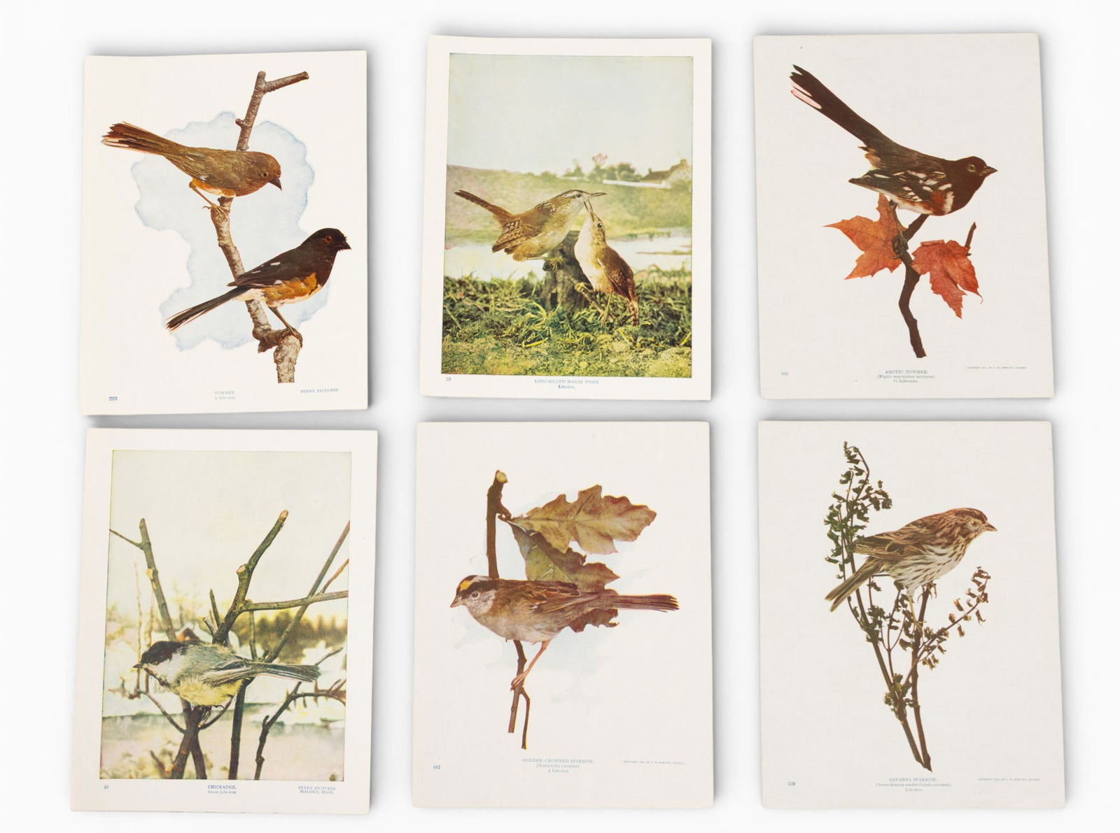Birds and All Nature Magazine Offset Reproductions H 9" W 7.5" 295 PCS: Birds and All Nature Magazine Offset Reproductions H 9" W 7.5" 295 PCS Group of offset reproductions of birds, plants and flowers from Birds and All Nature Magazine. Dimensions: H 9" W 7.5" 295