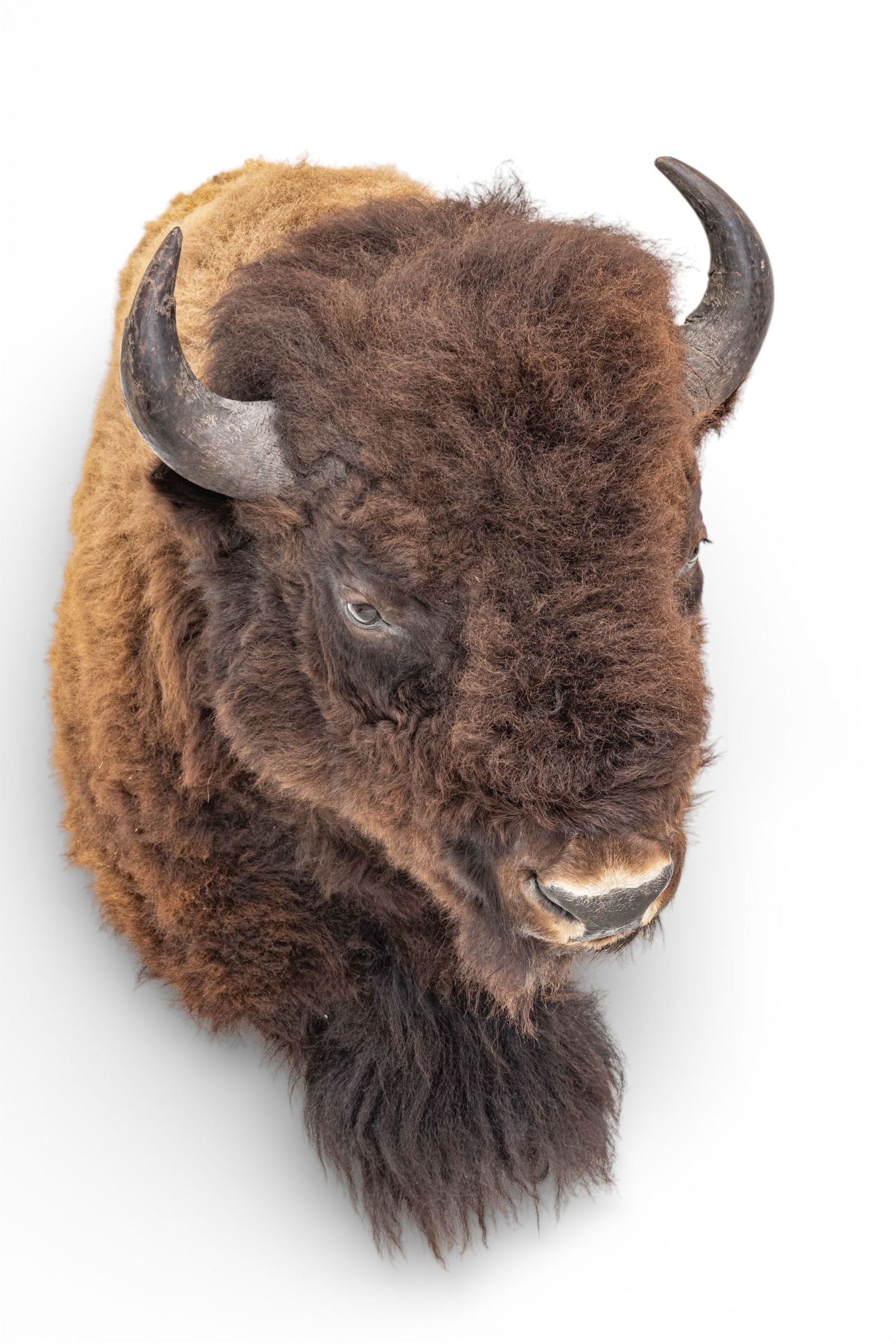 Taxidermy American Bison Shoulder Mount, 20th Century, H 44" W 26" Depth 35": Taxidermy American Bison Shoulder Mount, 20th Century, H 44" W 26" Depth 35" Bison Buffalo shoulder mount. Dimensions: H 44" W 26" Depth 35"