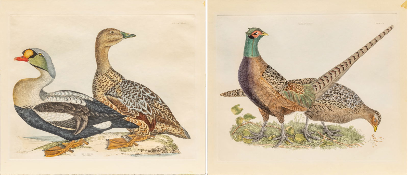 Prideaux John Selby (British, 1788-1867) Hand Colored Engravings on Wove Paper, 19th C., 'King: Prideaux John Selby (British, 1788-1867) Hand Colored Engravings on Wove Paper, 19th C., 'King Eider, Pheasants', H 18.5" W 23.75" 2 PCS Two plates from Selby's Illustrations of British Ornithology. B