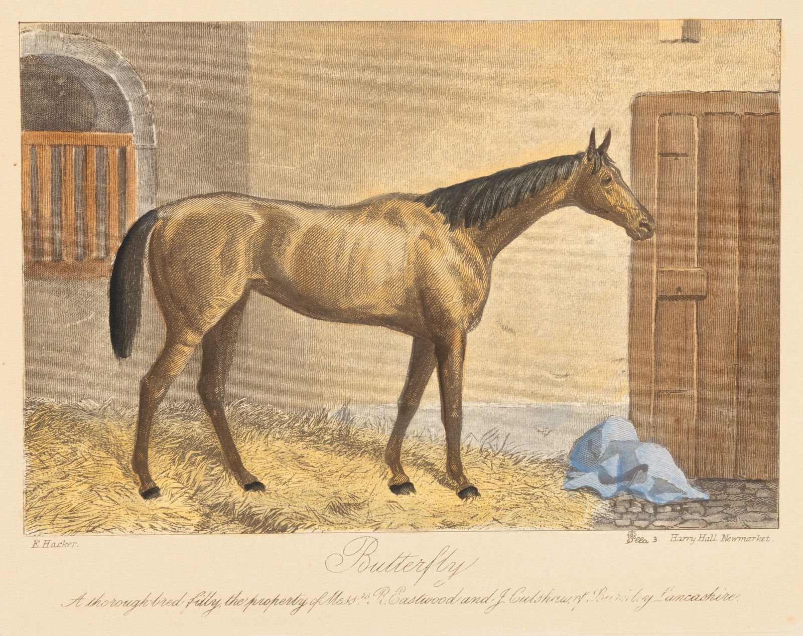 E. Hacker (British) Hand Colored Engraving on Paper 'Butterfly', H 8.25" W 10.1" (1 of 8)