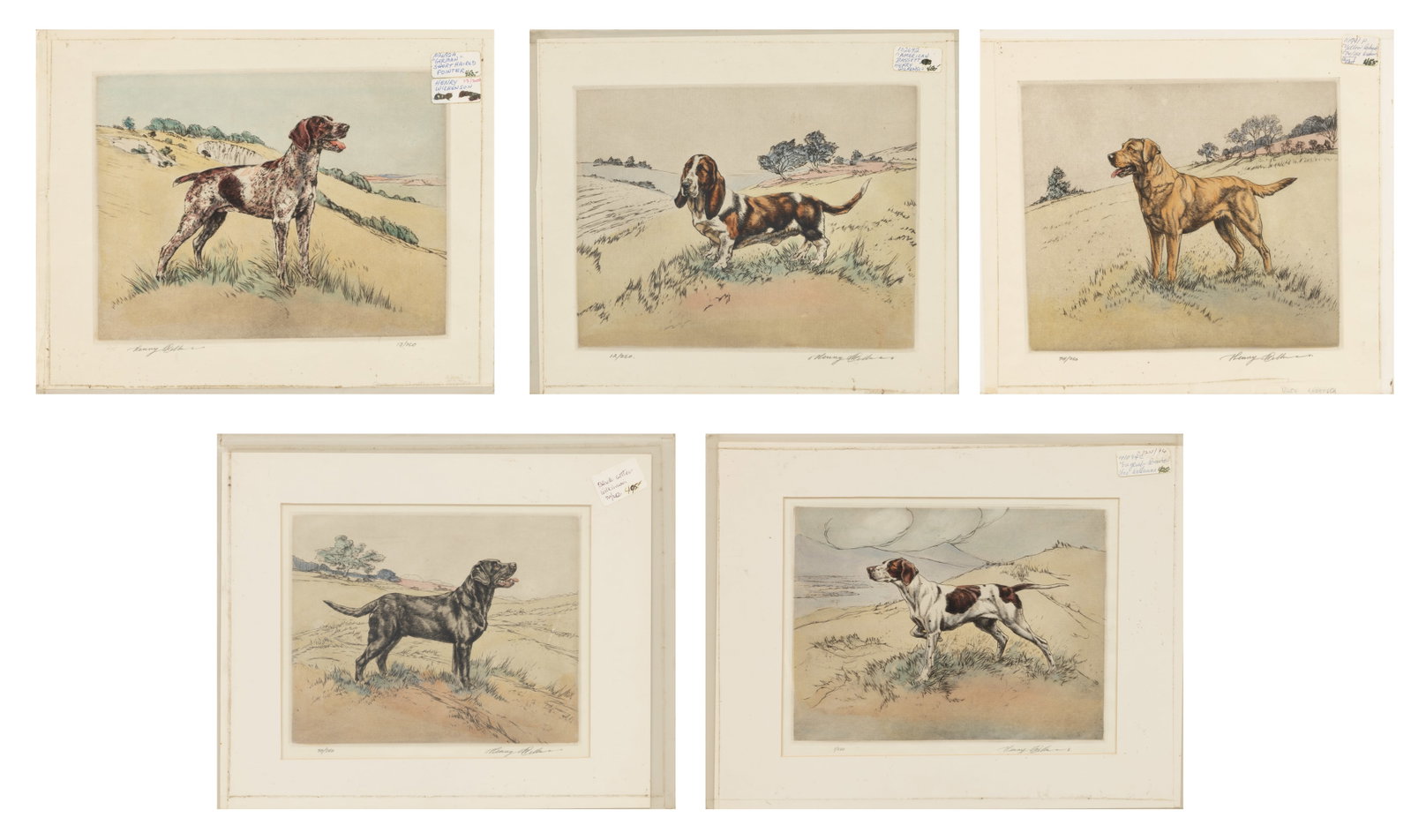Henry Wilkinson (British, 1921-2011) Hand Colored Etchings on Paper 'English Pointer; Black Setter; (1 of 16)