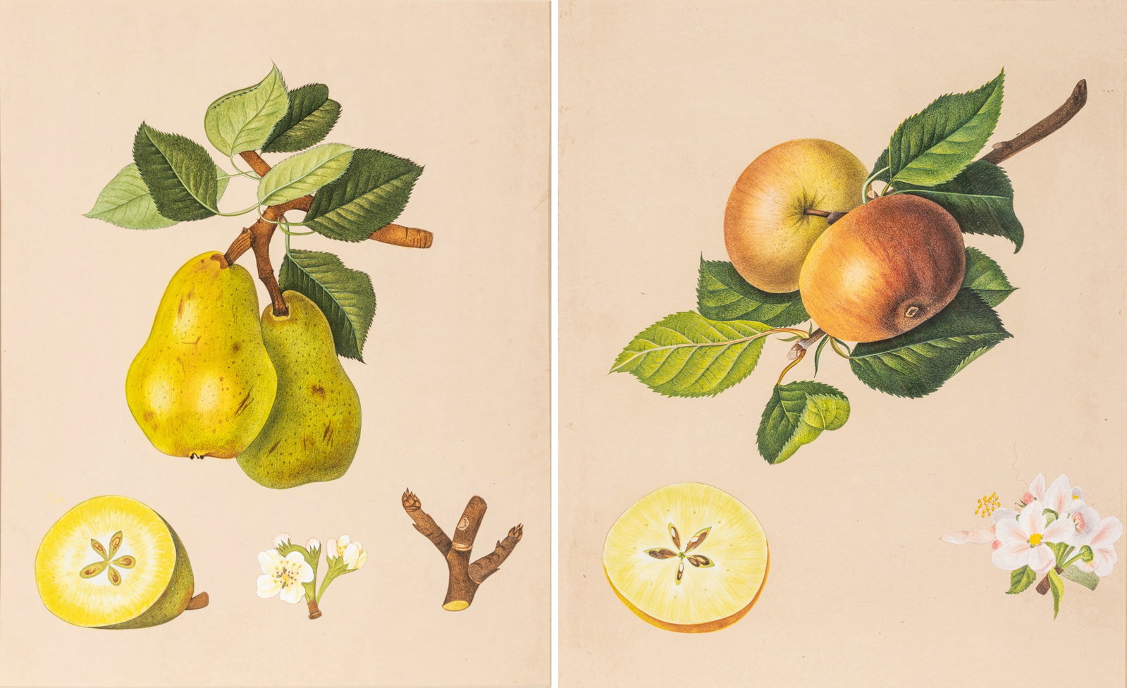 In the Manner of William Hooker (British, 1785-1865) 1817 Hand Colored Botanical Prints on Paper (1 of 7)