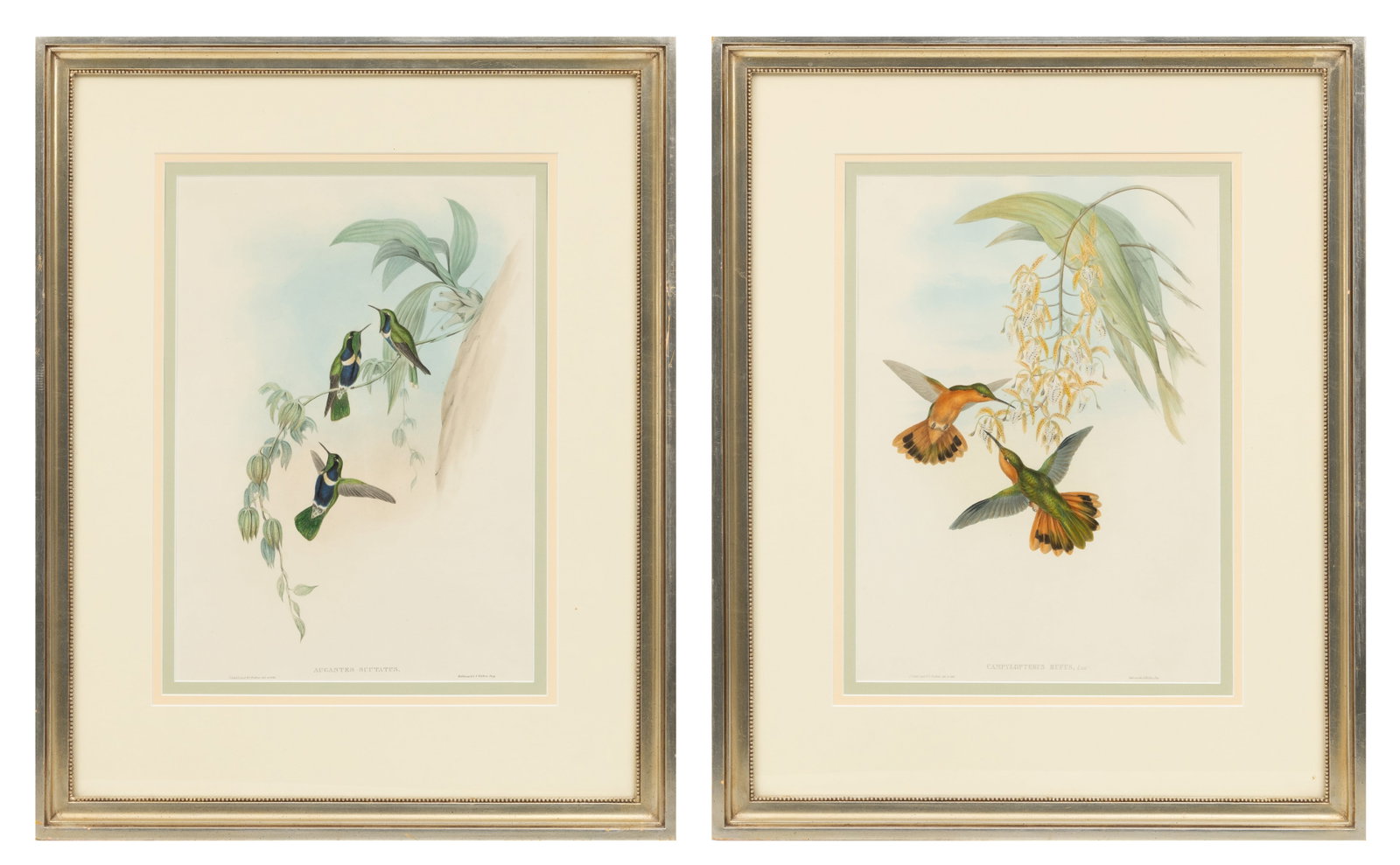 John Gould (English, 1804-1881) and Henry Constantine Richter Lithographs with Hand Coloring on Wove: John Gould (English, 1804-1881) and Henry Constantine Richter Lithographs with Hand Coloring on Wove Paper 1849-61, 'Campylopterus Rufus; Augastes Scutatus (from a Monograph of the Trochilidae, or Fam