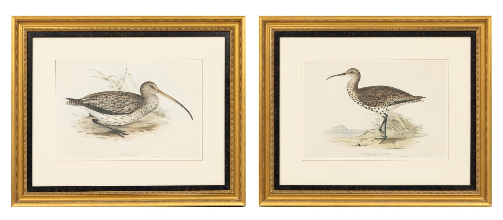John Gould (English, 1804-1881) Lithographs with Hand Coloring on Paper 'Common Curlew; Slender (1 of 10)