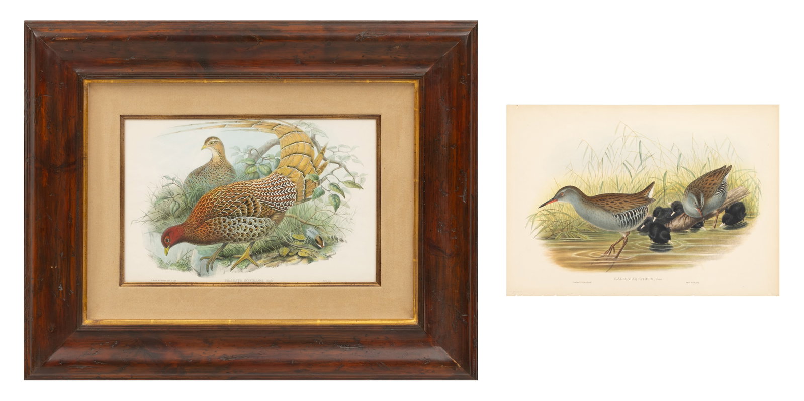 John Gould (English, 1804-1881) Henry Constantine Richter, Lithograph with Handcoloring on Wove (1 of 11)