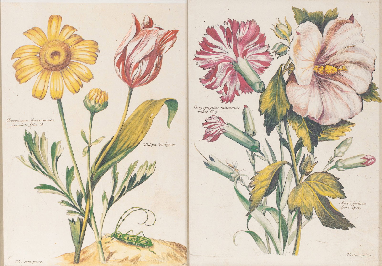 Offset Lithographs After Colored Copper Engraving on Paper 20th C., 'Doronicum and Tulip', H 8.75" W (1 of 11)