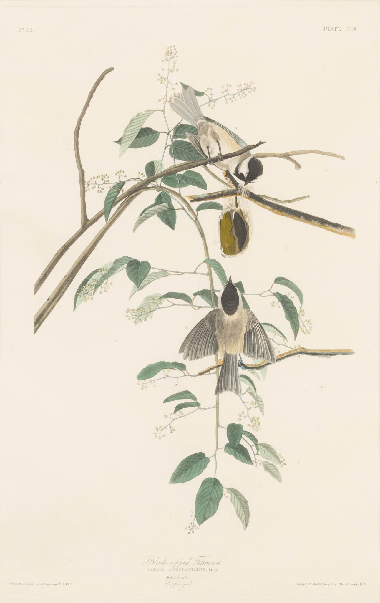 After John James Audubon (American, 1785-1851) Hand Colored Engraving on Paper 1833, 'Black-Capped (1 of 5)