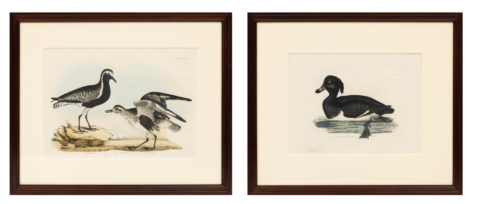 Prideaux John Selby (British, 1788-1867) Hand Colored Engravings 'Tufted Pochard (Male); Grey (1 of 13)