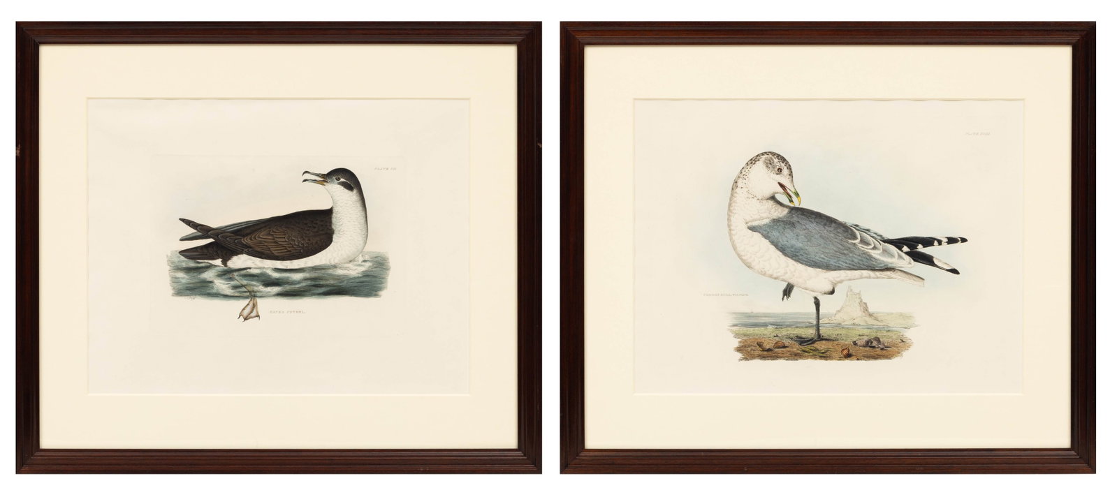 Prideaux John Selby (British, 1788-1867) Hand Colored Engravings 'Common Gull; Mank's Petrel', H (1 of 13)