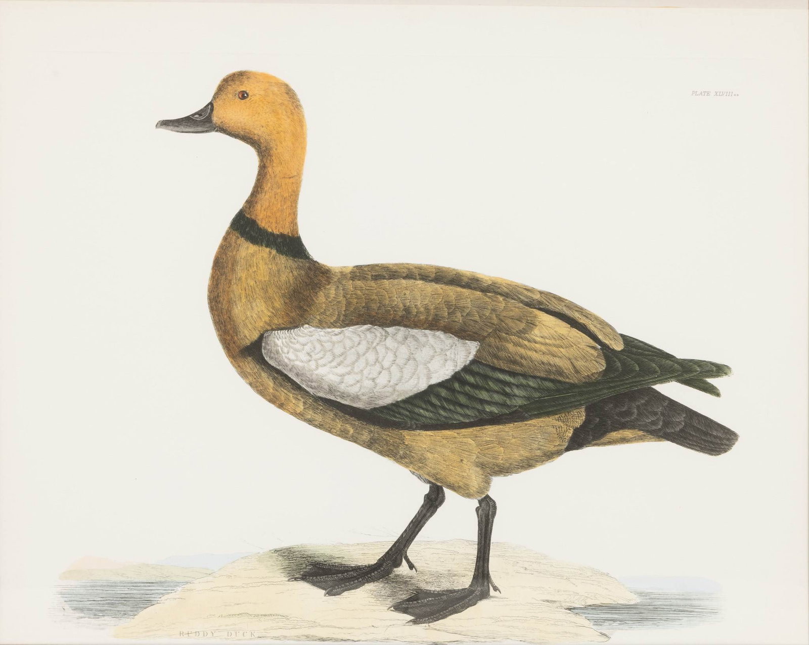 Prideaux John Selby (British, 1788-1867) Hand Colored Engraving on Paper 'Ruddy Duck (Selby Duck), (1 of 7)