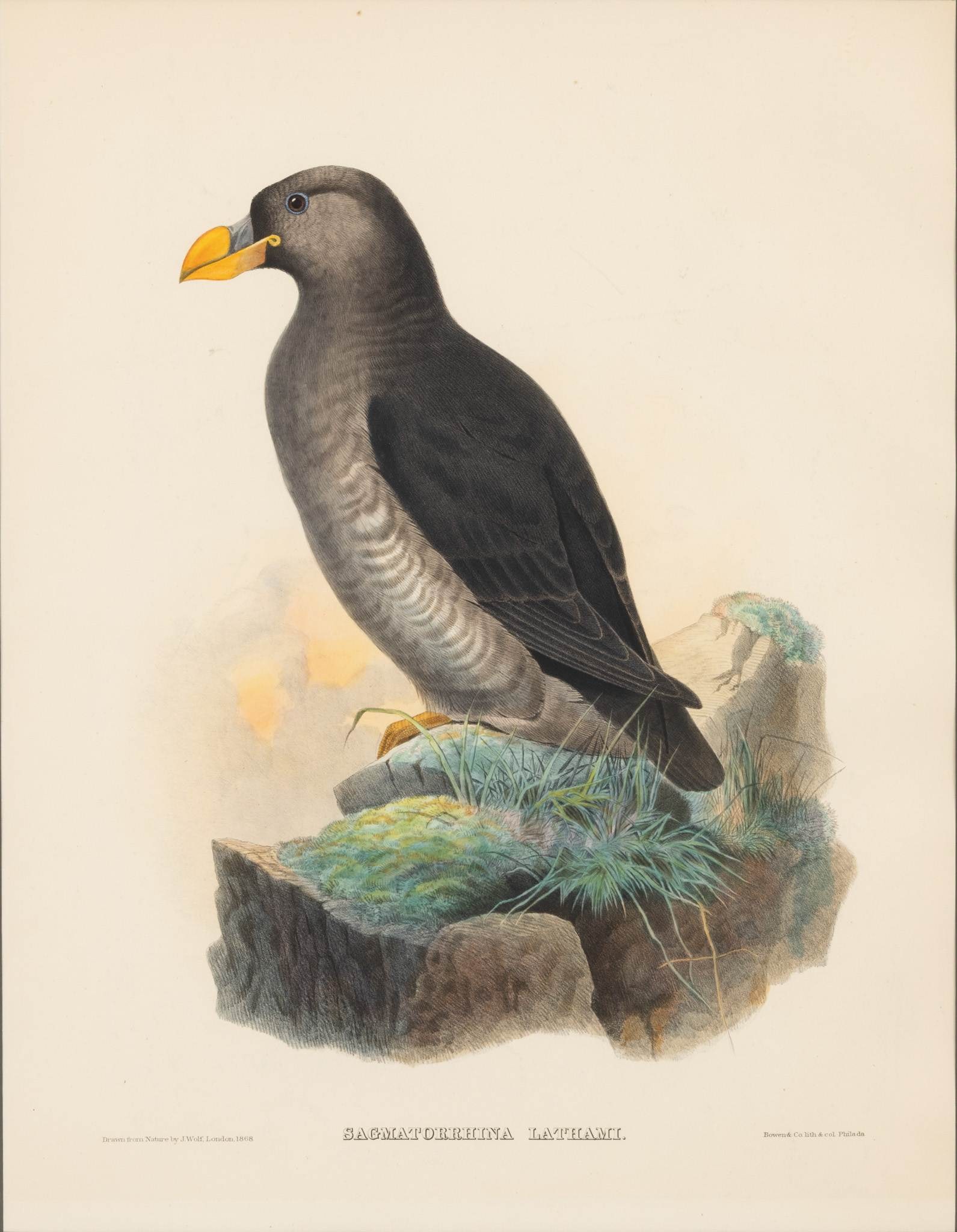 Joseph Wolf (German, 1820-1899) Hand Colored Lithograph on Paper 1868, 'Sagmatorrhina Lathami', H (1 of 6)