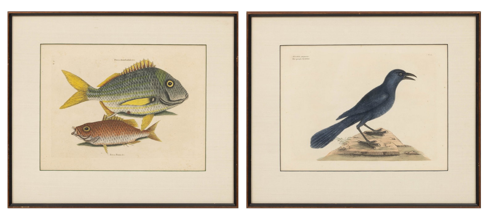 Mark Catesby (British, 1679-1749) Hand Colored Engravings 'The Pork Fish and the Schoomaster; the (1 of 10)