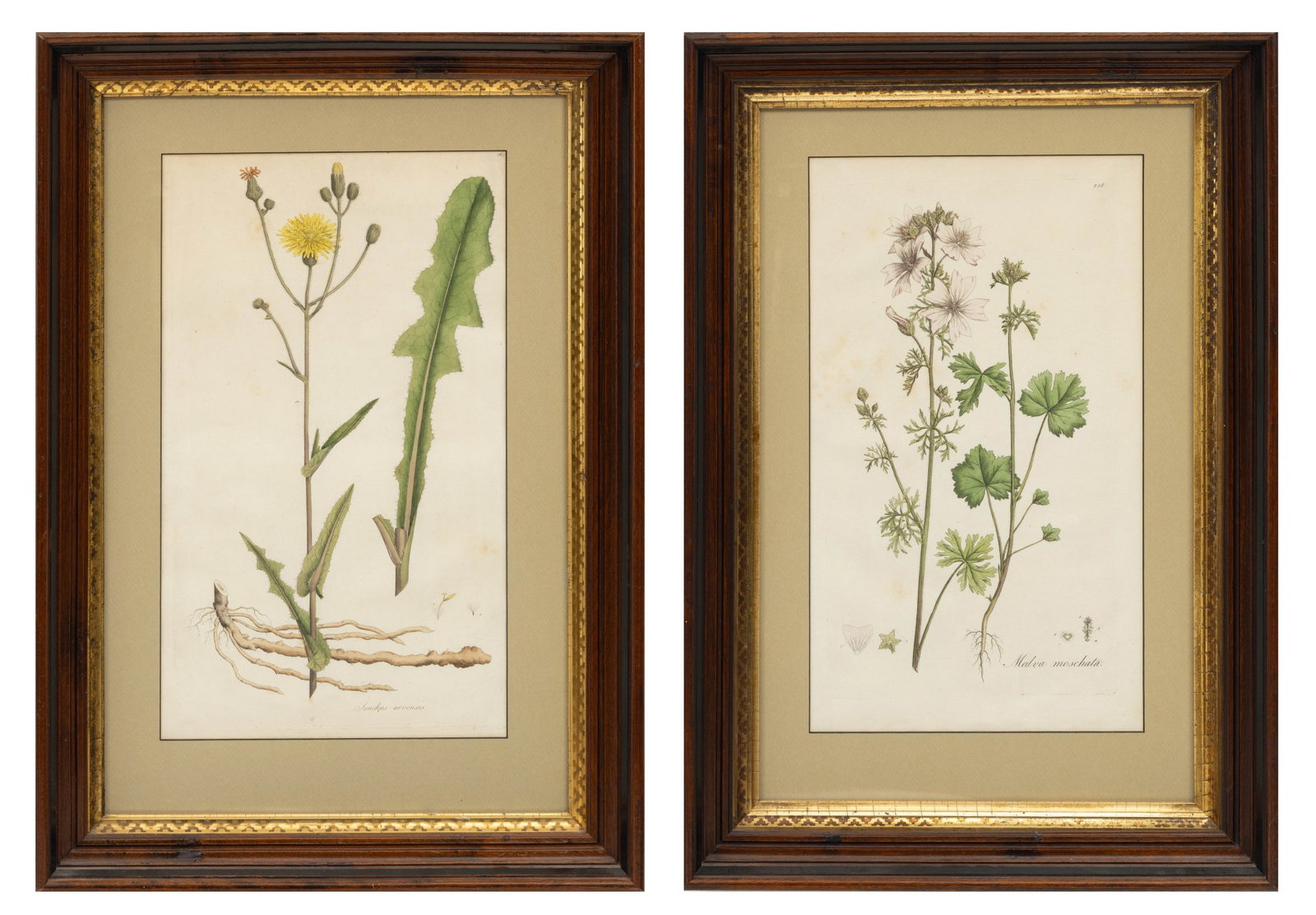 Hand Colored Engravings 2 PCS (1 of 12)