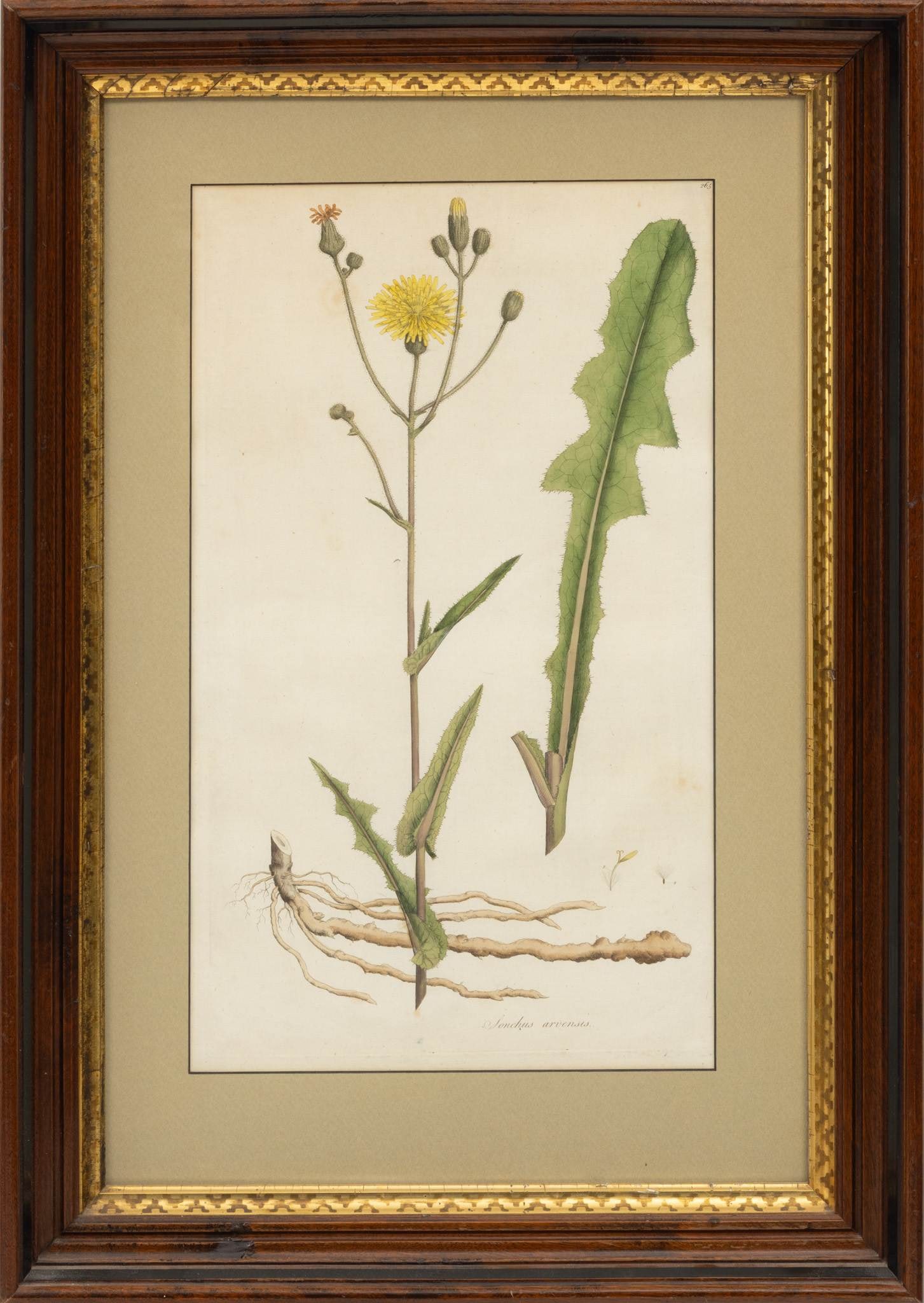 Hand Colored Engravings 2 PCS - 2