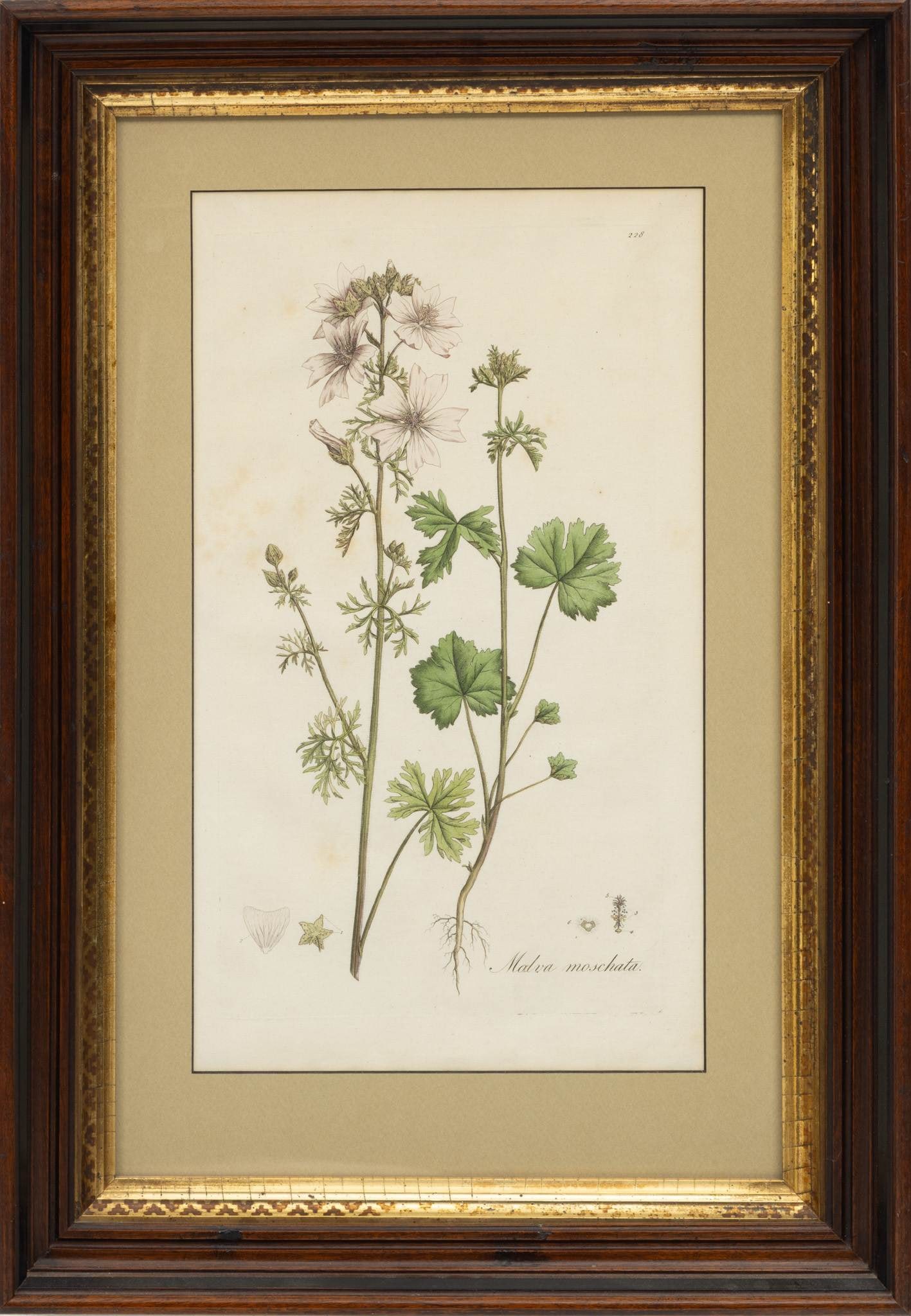 Hand Colored Engravings 2 PCS - 8