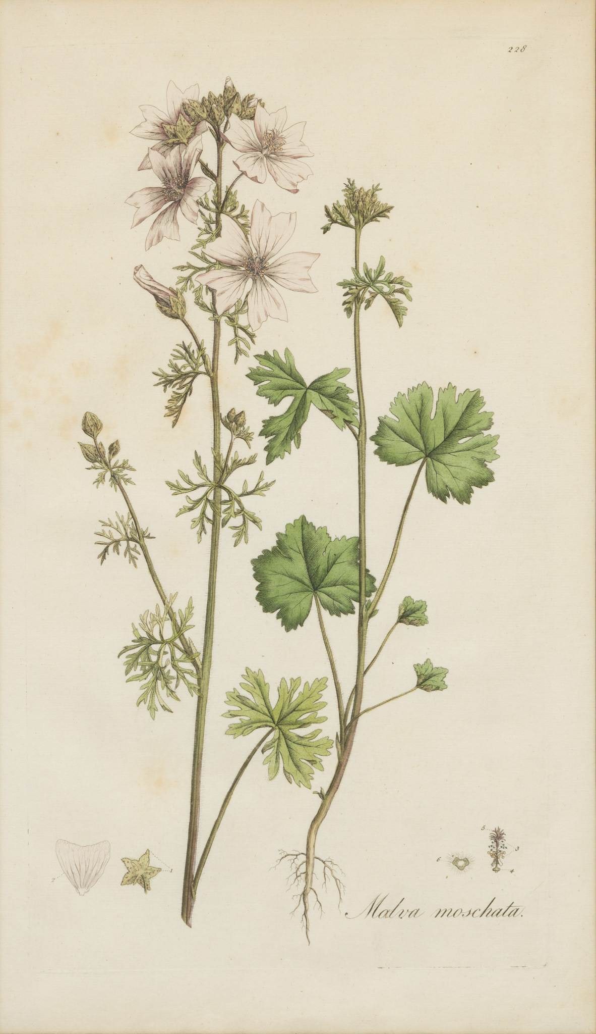 Hand Colored Engravings 2 PCS - 9