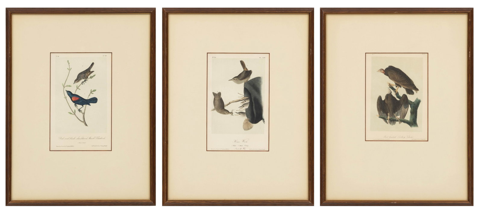John T. Bowen (American, 1801-1856) After John Jams Audubon Hand Colored Lithographs 'Red Headed: John T. Bowen (American, 1801-1856) After John Jams Audubon Hand Colored Lithographs 'Red Headed Turkey Vulture; House Wren; Red and Black Shouldered Marsh-Blackbird', H 9.5" W 6" 3 PCS Dimensions: H