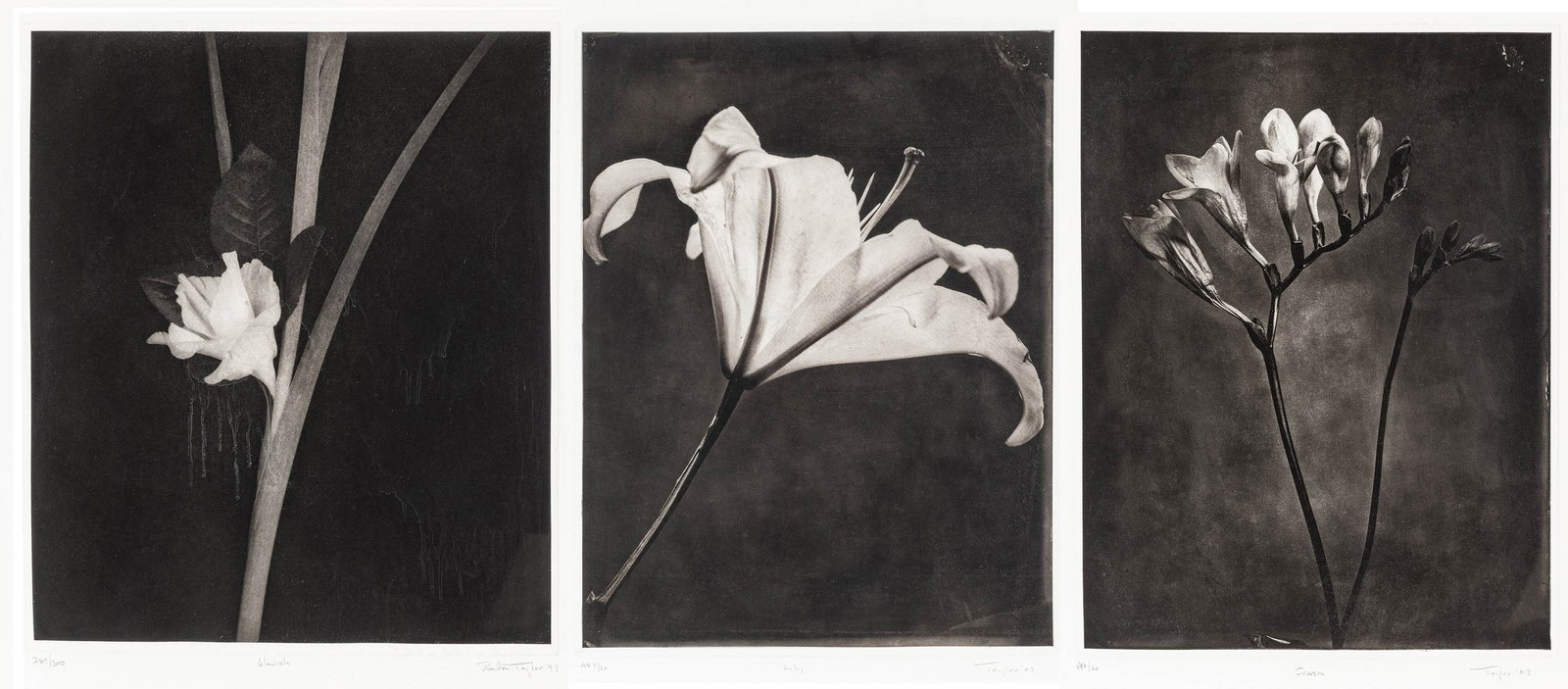 Paul Taylor (American, 1895-1984) Photogravures on Paper 20th Century, 'Floral Prints', H 14" W: Paul Taylor (American, 1895-1984) Photogravures on Paper 20th Century, 'Floral Prints', H 14" W 11.75" 3 PCS Each work is signed, dated, titled and numbered, with margins. Dimensions: H 14" W 11.75"