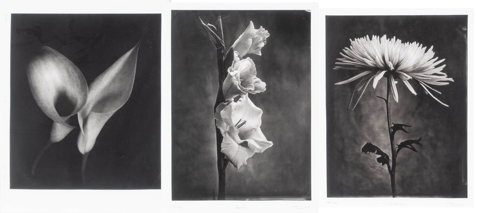 Paul Taylor (American, 1895-1984) Photogravures on Paper 20th Century, 'Floral Prints', H 14" W: Paul Taylor (American, 1895-1984) Photogravures on Paper 20th Century, 'Floral Prints', H 14" W 11.75" 3 PCS Each work is signed, dated, titled and numbered, with full margins. Dimensions: H 14" W