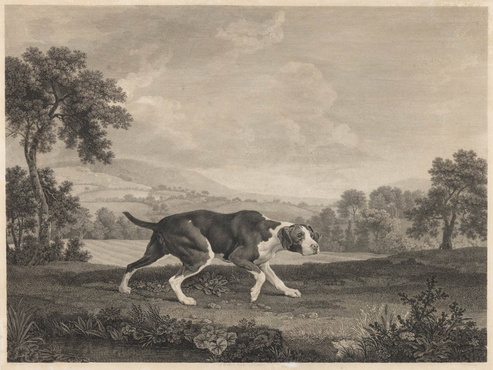 George Stubbs (British, 1724-1806) Engraved by William Woollett 'The Spanish Pointer', H 16" W 21": George Stubbs (British, 1724-1806) Engraved by William Woollett 'The Spanish Pointer', H 16" W 21" Provenance: Property from the Estate Collection of Catherine Mayhew, Bloomfield Hills, MI
