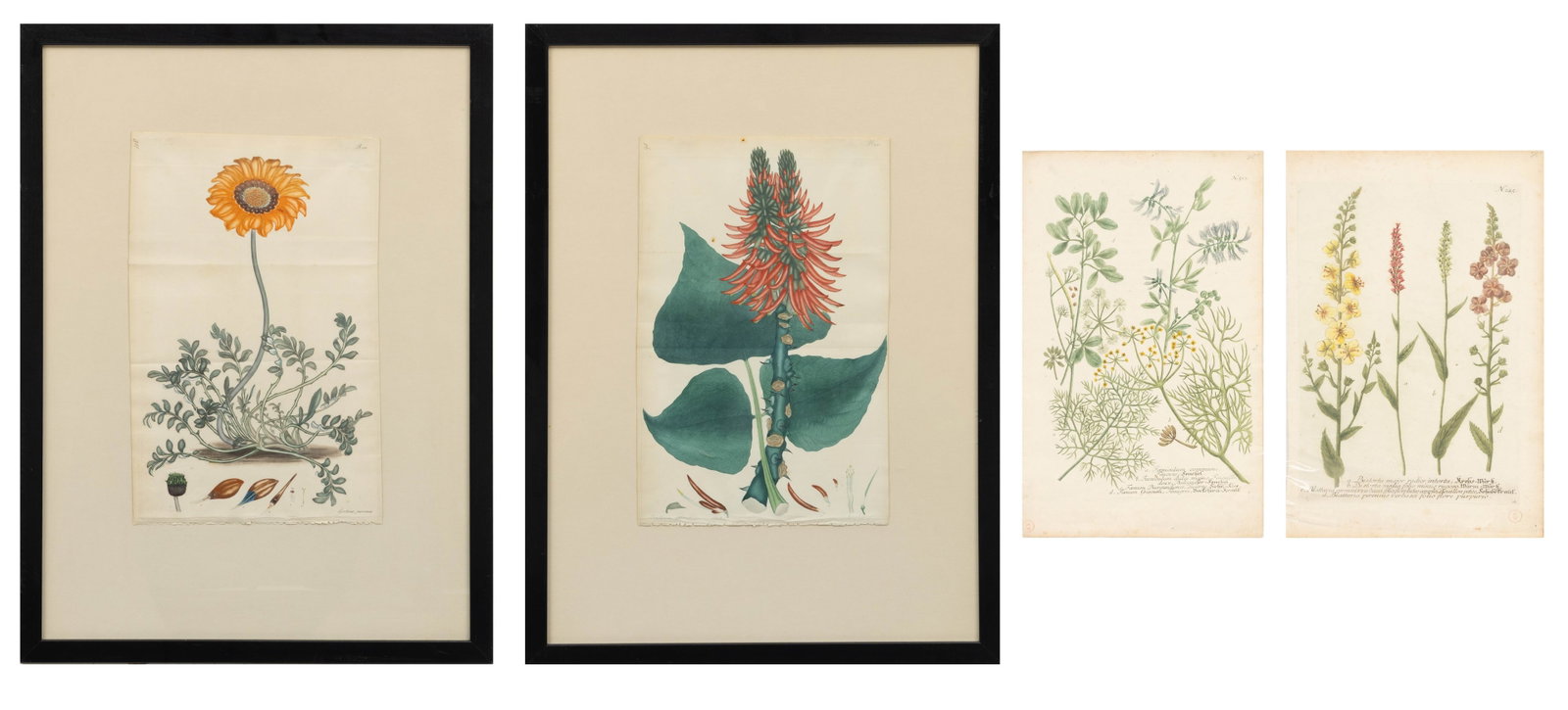 Hand Colored Engravings 'Botanical Prints', 4 PCS (1 of 16)