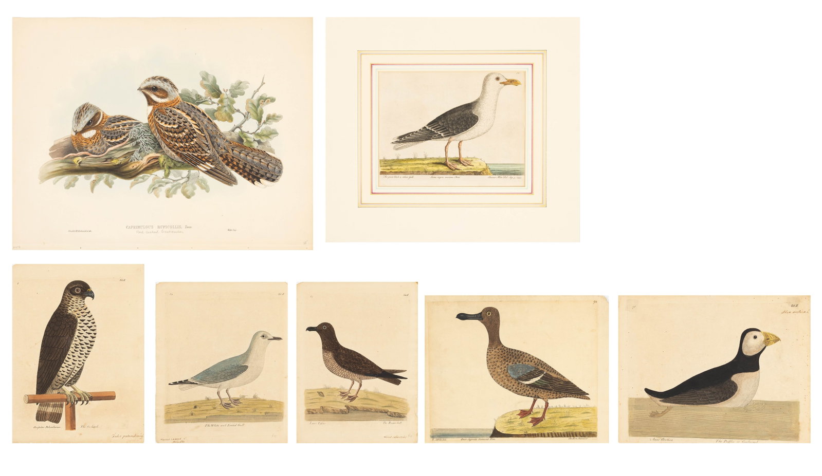 G. Edwards Hand Colored Engravings 7 PCS (1 of 10)