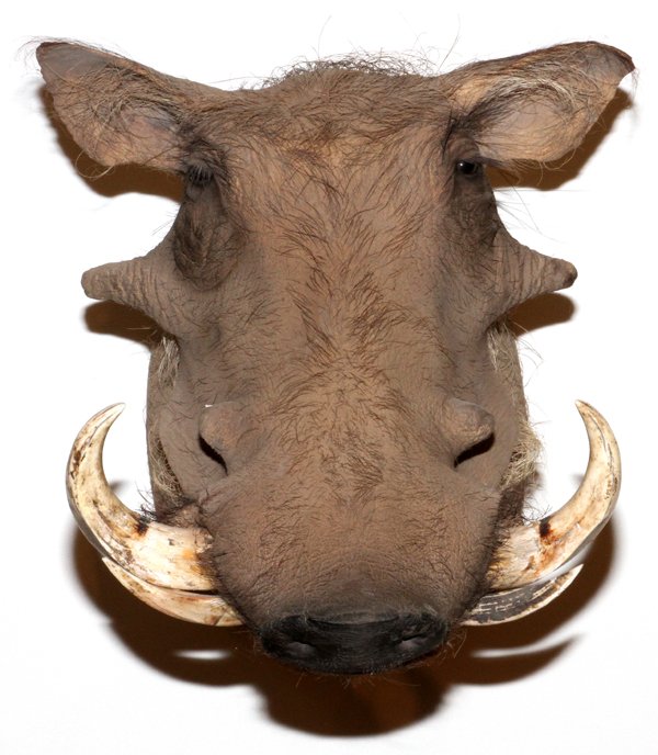 AFRICAN WART HOG SHOULDER MOUNT: AFRICAN WART HOG, SHOULDER MOUNT: