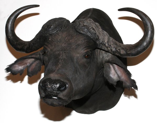AFRICAN CAPE BUFFALO SHOULDER MOUNT: AFRICAN, CAPE BUFFALO, SHOULDER MOUNT: