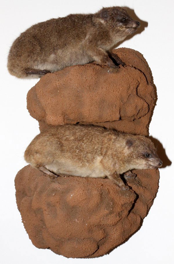 AFRICAN HYRAX FULL BODY MOUNTS: AFRICAN, HYRAX FULL BODY MOUNTS: