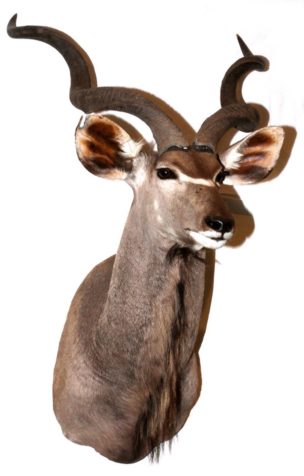 SOUTH AFRICAN CAPE KUDU SHOULDER TROPHY MOUNT: SOUTH AFRICAN, CAPE KUDU, SHOULDER TROPHY MOUNT: