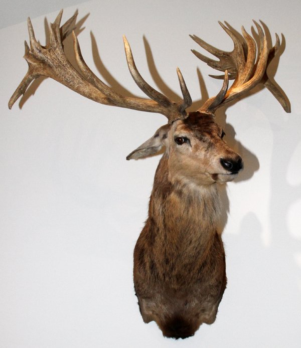 ENGLISH RED STAG SHOULDER MOUNT: ENGLISH, RED STAG, SHOULDER MOUNT:scored on Safari Club International at 445 7/8; 26 point non-typical.