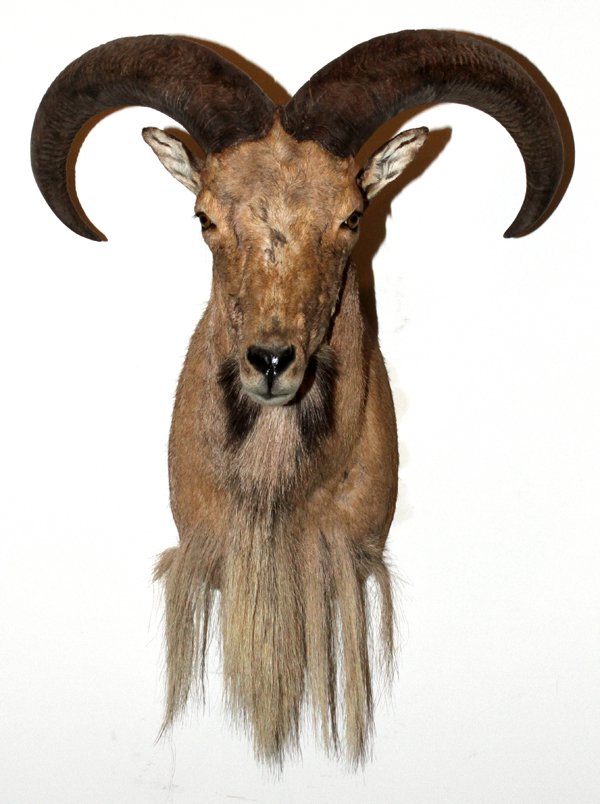 AMERICAN AOUDAD SHEEP SHOULDER MOUNT: AMERICAN AOUDAD, SHEEP, SHOULDER MOUNT: