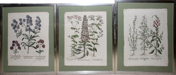 IN STYLE OF BASILIUS BESLER BOTANICAL ENGRAVINGS: IN THE STYLE OF BASILIUS BESLER, BOTANICAL ENGRAVINGS, THREE, 21 1/2" X 17":Each is under glass in matching frames. Hand colored. On laid paper.